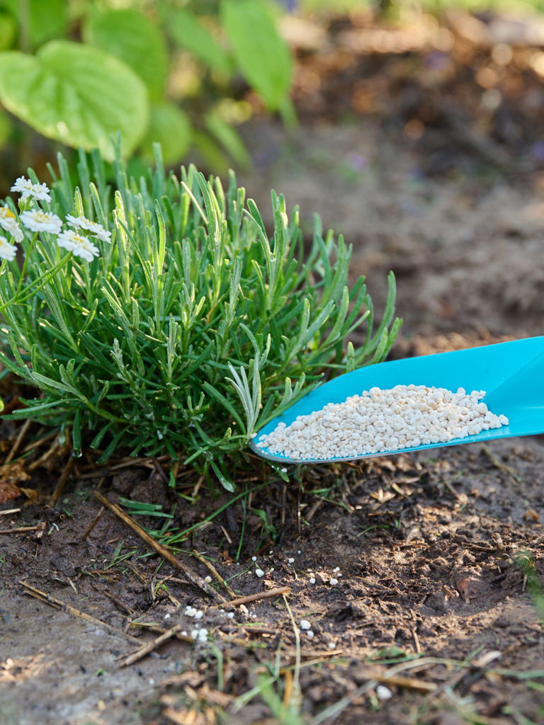 How to winterize lavender – act now to avoid losing plants to winter ...