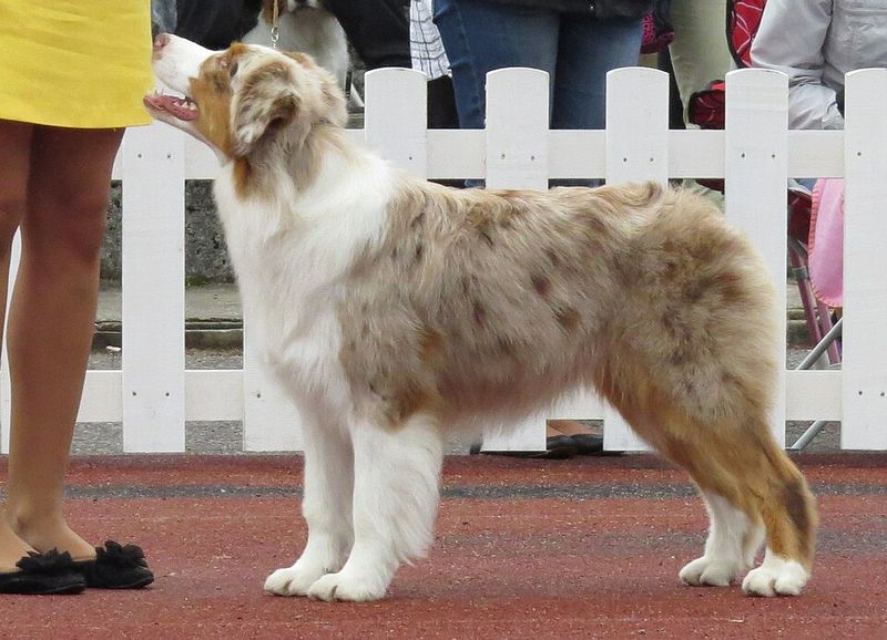 10 dog breeds that notice when household patterns shift – and pacing ...