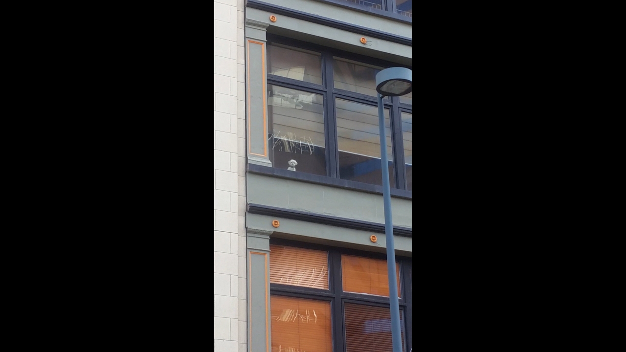 Dog excitedly spots owner from third-story window