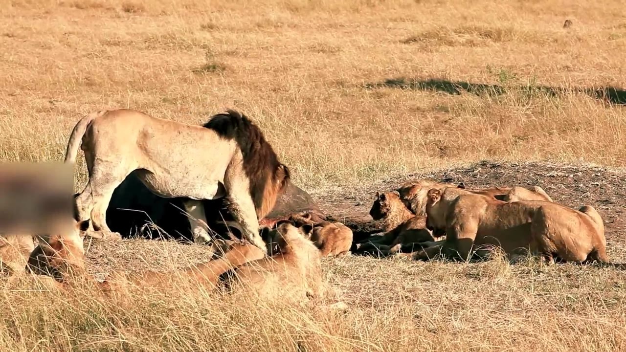 Watch 8 lions surround a 13,000-pound elephant then close in together
