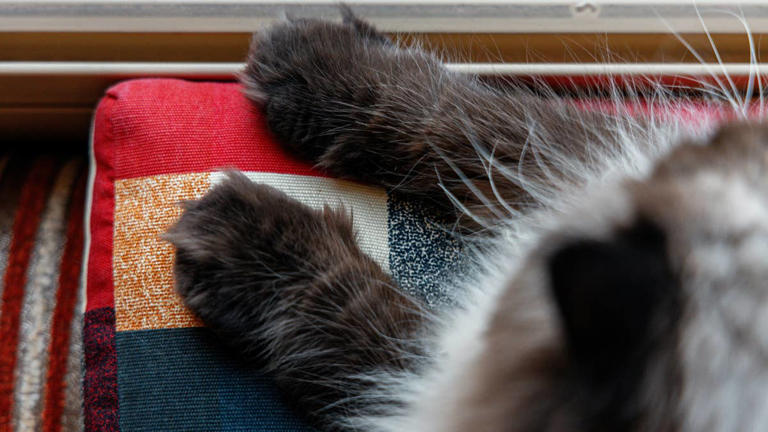 Rare blue torbie swirl Maine coon looks like a blueberry pie dream
