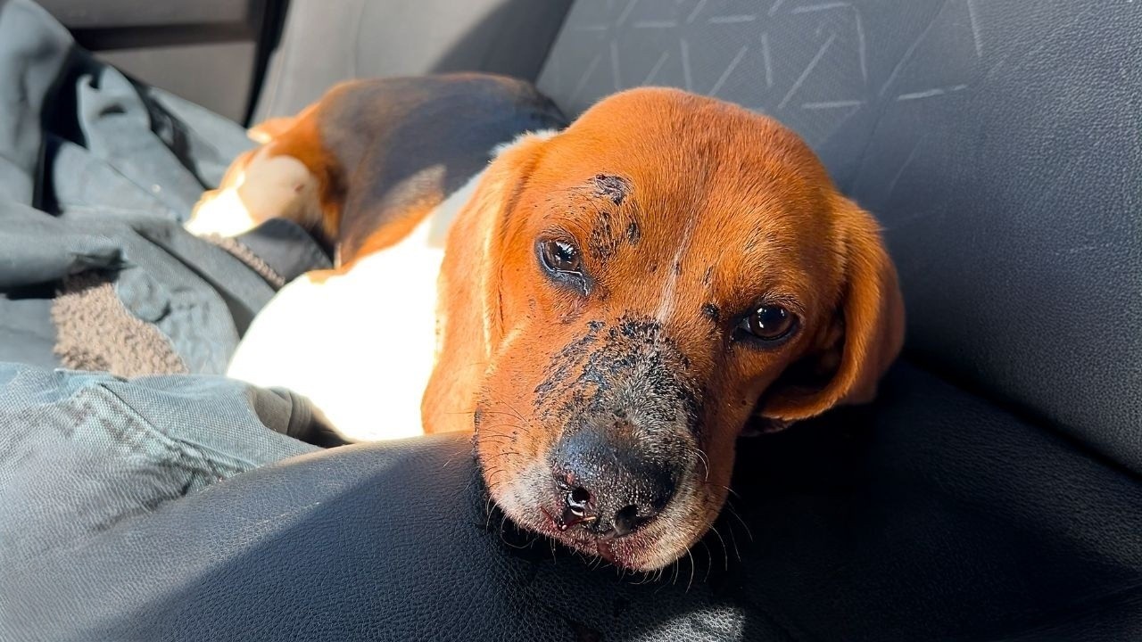 Scared beagle was too afraid to trust anyone until someone refused to ...