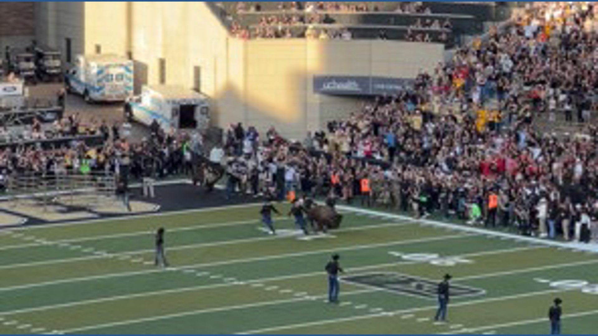 American bison Ralphie leads Colorado football team