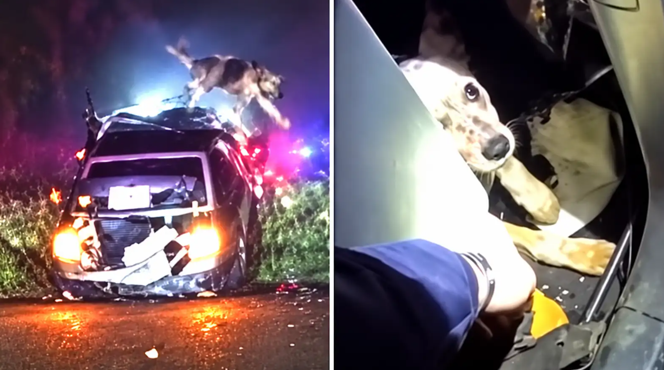 Car Crashes During Police Chase... And Dog Got Launched From It
