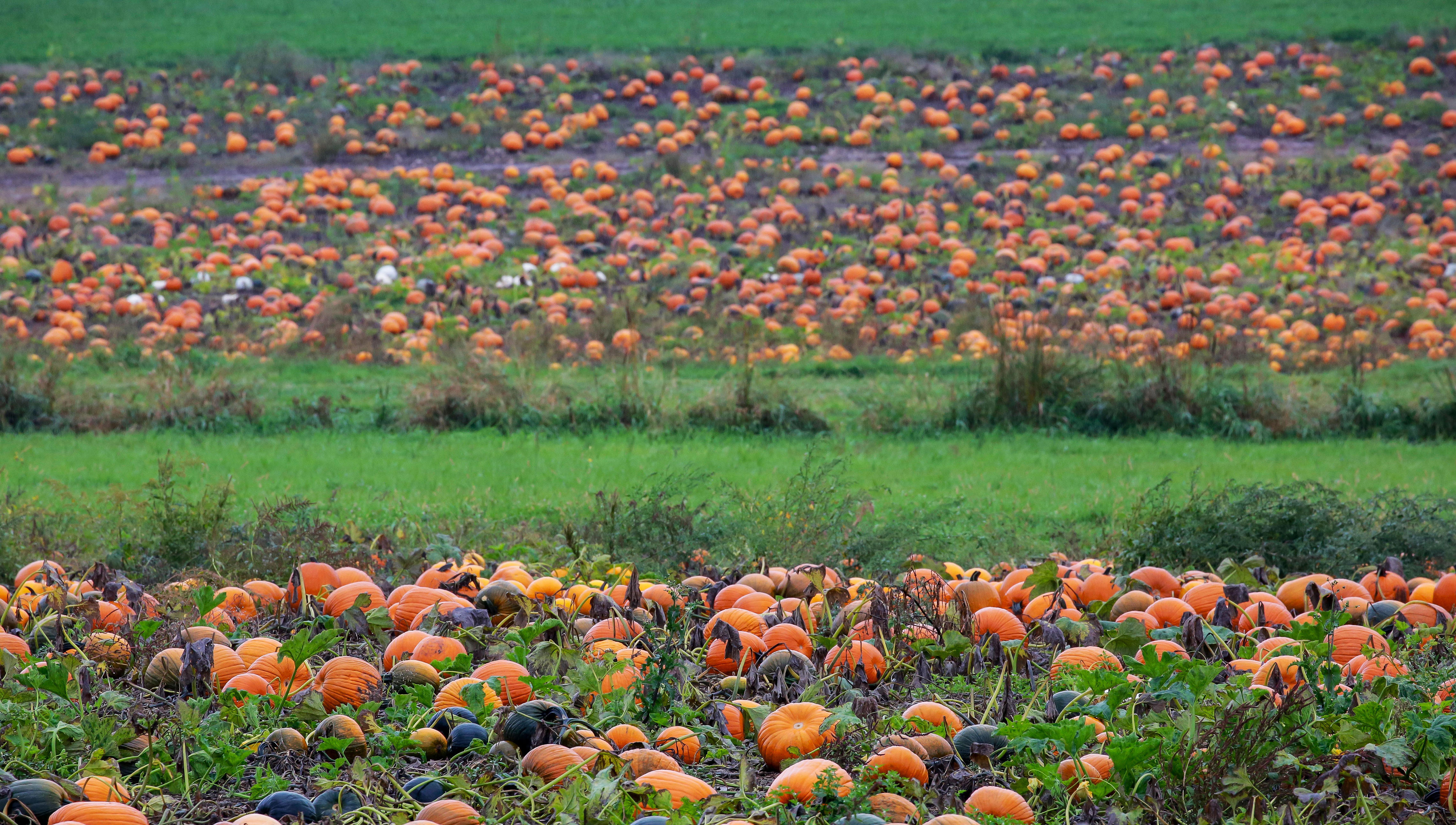 Celebrate fall with these Sheboygan-area apple orchards, pumpkin farms