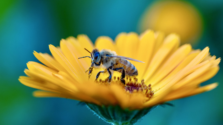 Don't toss old toilet paper rolls: Use them to create a bee-friendly garden