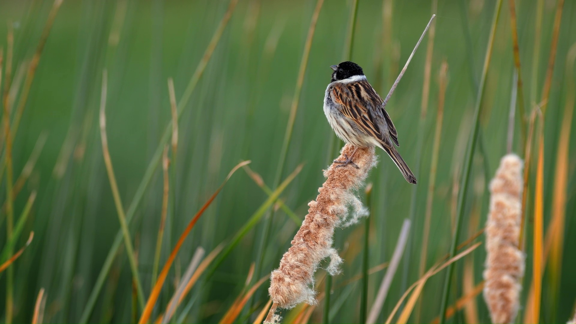 Rare moment reed bunting resting among tall reeds
