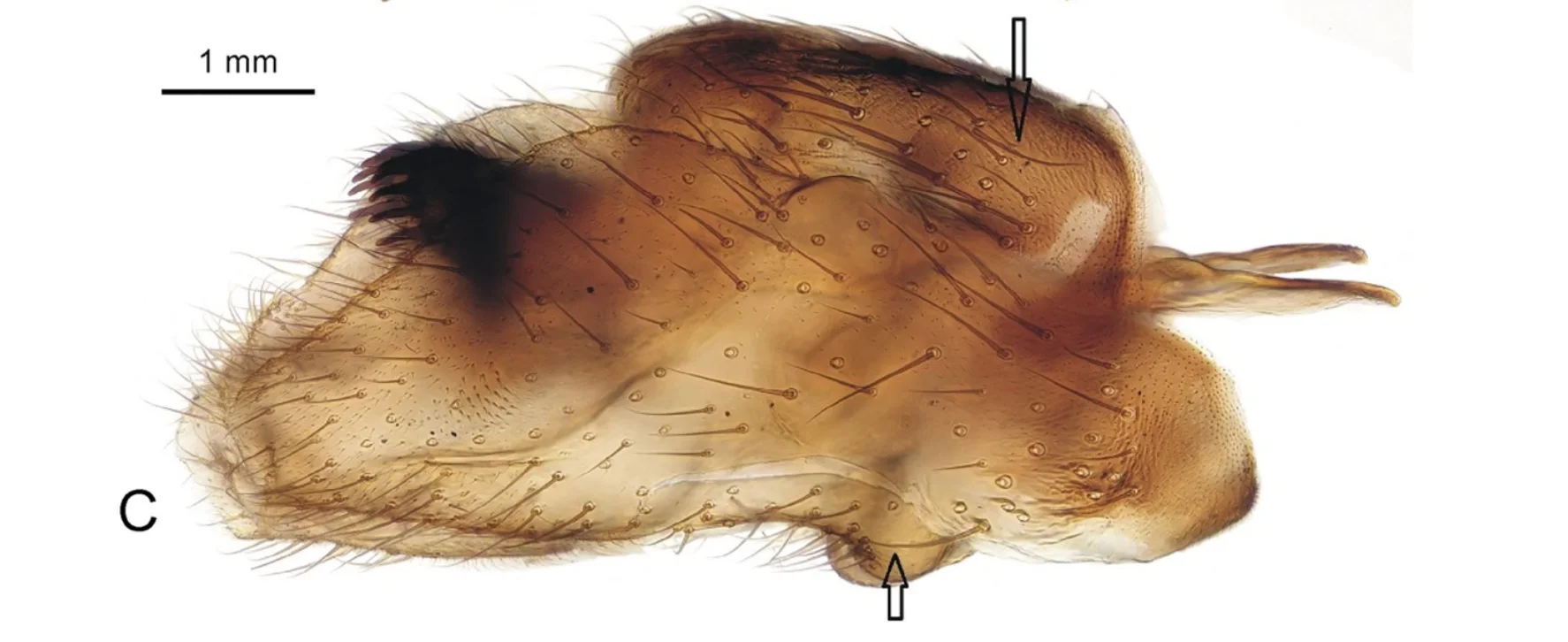 Rare insect known only from Scotland found in Morocco
