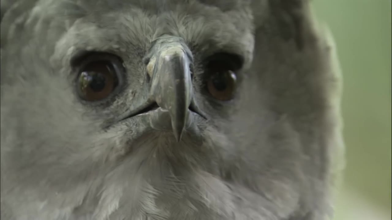 This harpy eagle spots a monkey from 200 meters away then attacks at 50 mph