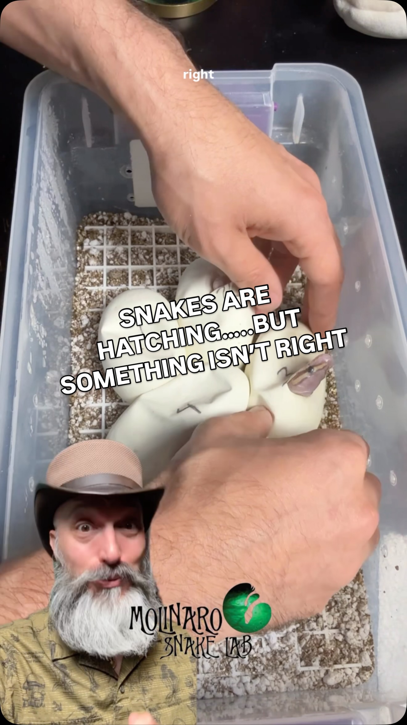 Our baby snakes are hatching but something isn’t right!