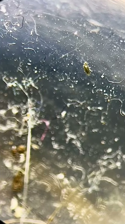 House dust up close under the microscope