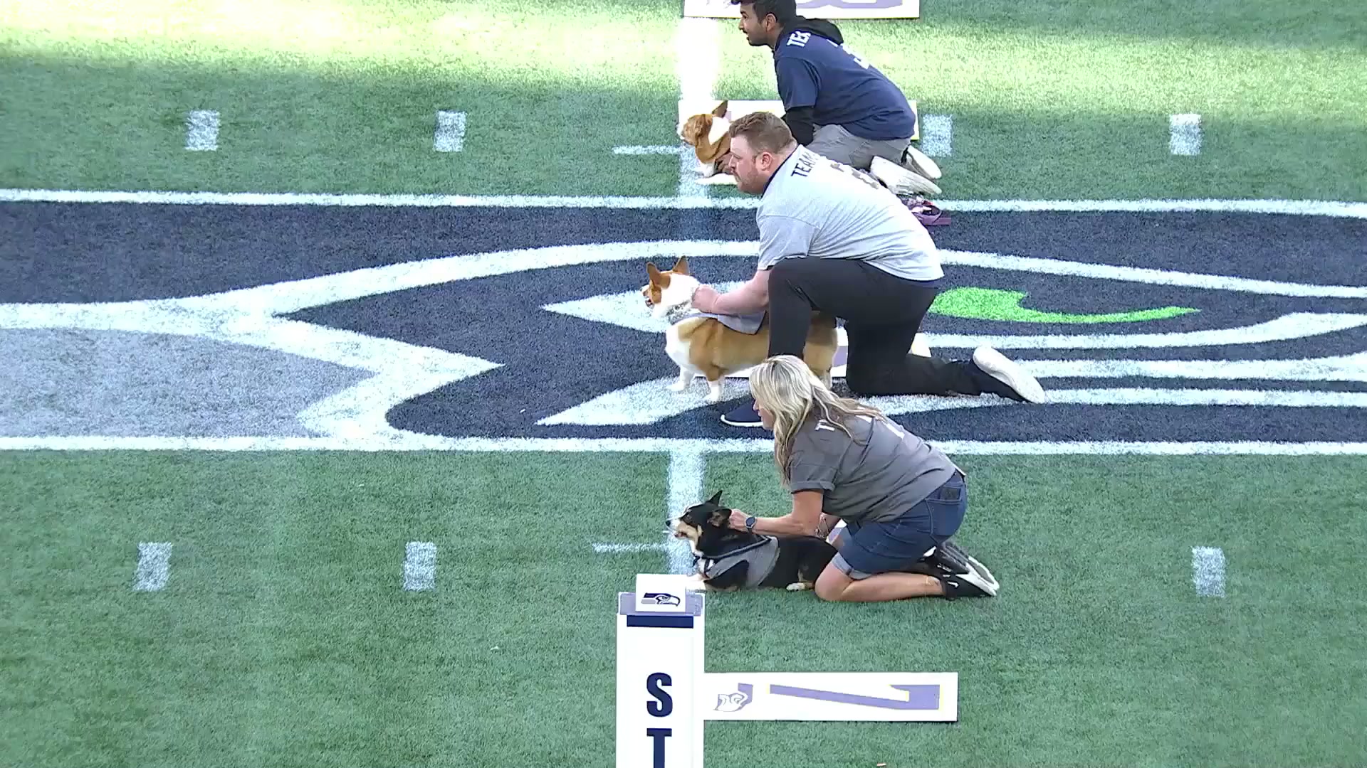 Corgi gives opponents the Usain Bolt look-back as it wins race