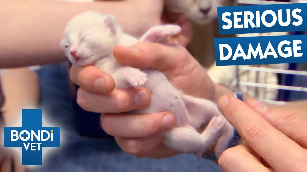 Kitten was born with her leg twisted backwards - 6 weeks later, vet can ...
