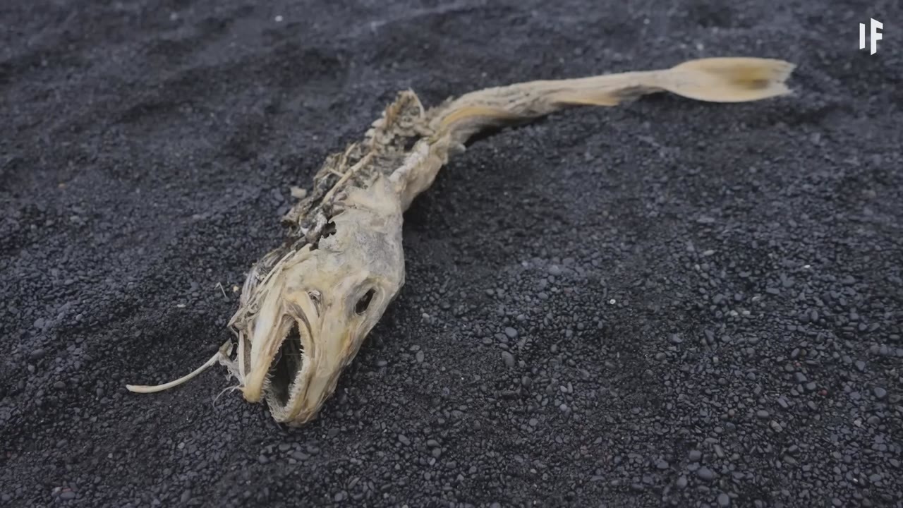 A 12 km asteroid may have hit Earth during its worst extinction