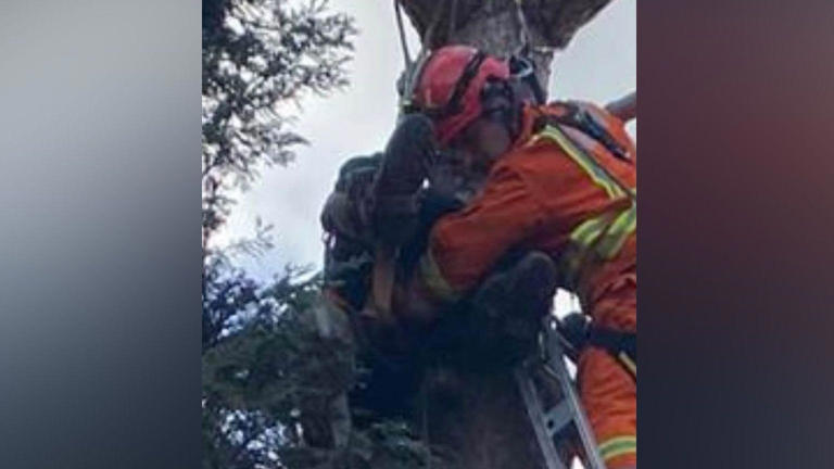 Tree surgeon stuck upside down in tree rescued