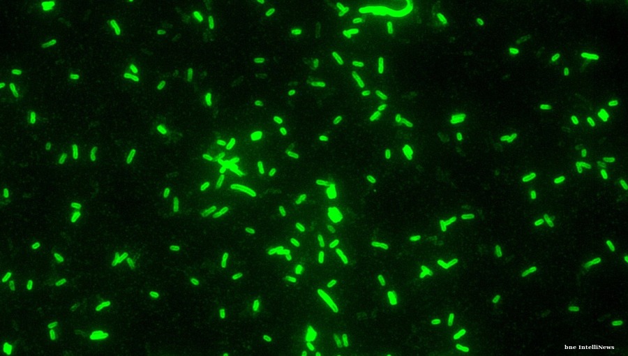 Russia's Irkutsk hospitals deny plague quarantine reports