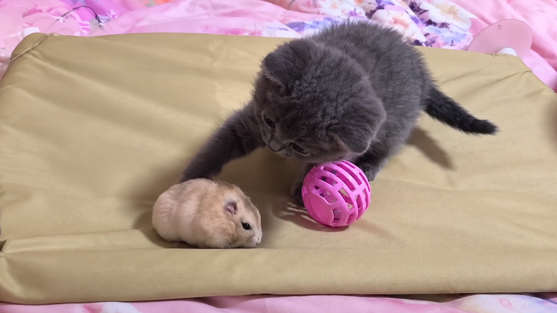 Curious kitten meets a hamster and chooses gentle play