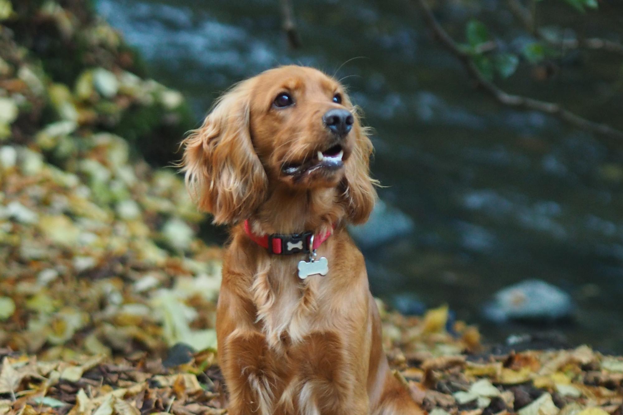 Council promotes responsible dog ownership through community events in ...