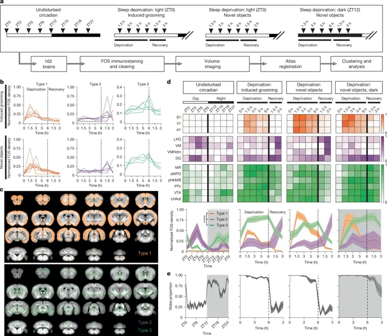 Why do we get sleepy? New study reveals brain cells that help drive sleep