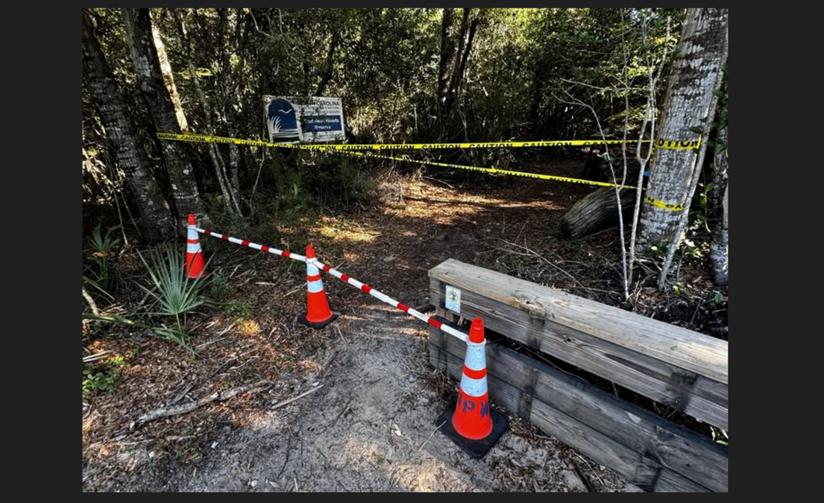 Invasive stinging wasps force trail closure on North Carolina island ...
