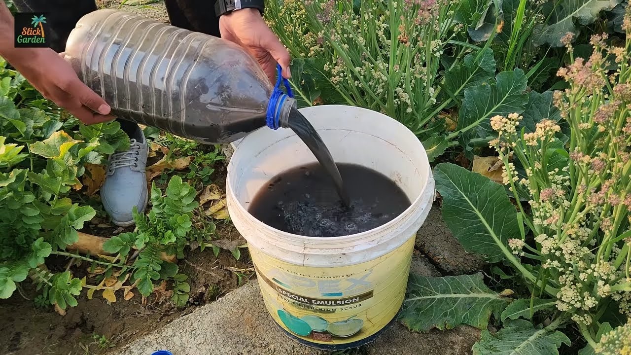 Easy homemade fertilizer ideas for garden plants