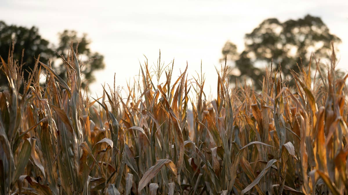 Police identify man found dead in western Minnesota cornfield