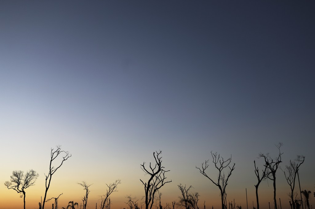 Farm Rio taps Veritree to GPS track its 1 million tree pledge