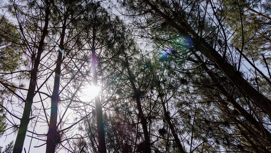 7 tall pine trees for diverse landscapes