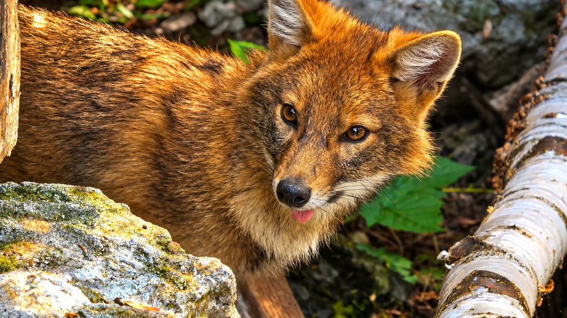 An unexpected encounter with a golden jackal