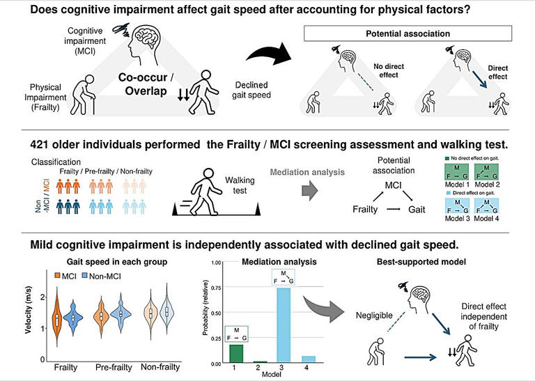 Beyond frailty: Mild cognitive impairment linked to slower gait speed