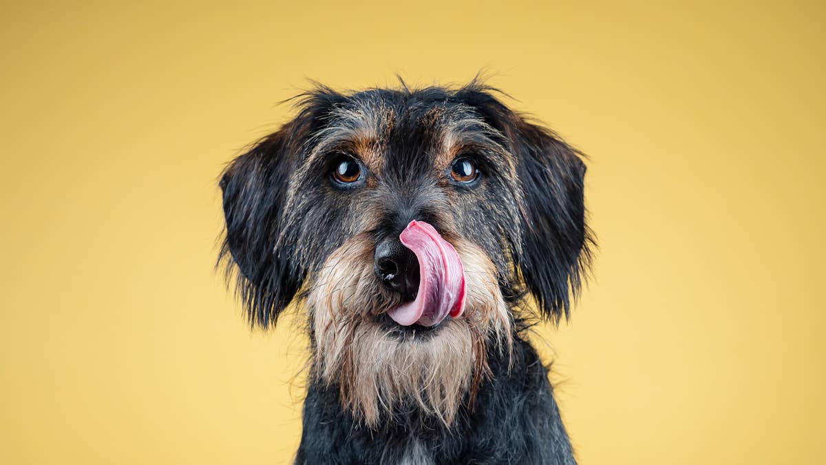 How much does pet insurance cost in 2026? Premiums, deductibles and ...