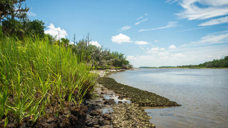 SCDES temporarily closes shellfish harvesting areas in Charleston ...