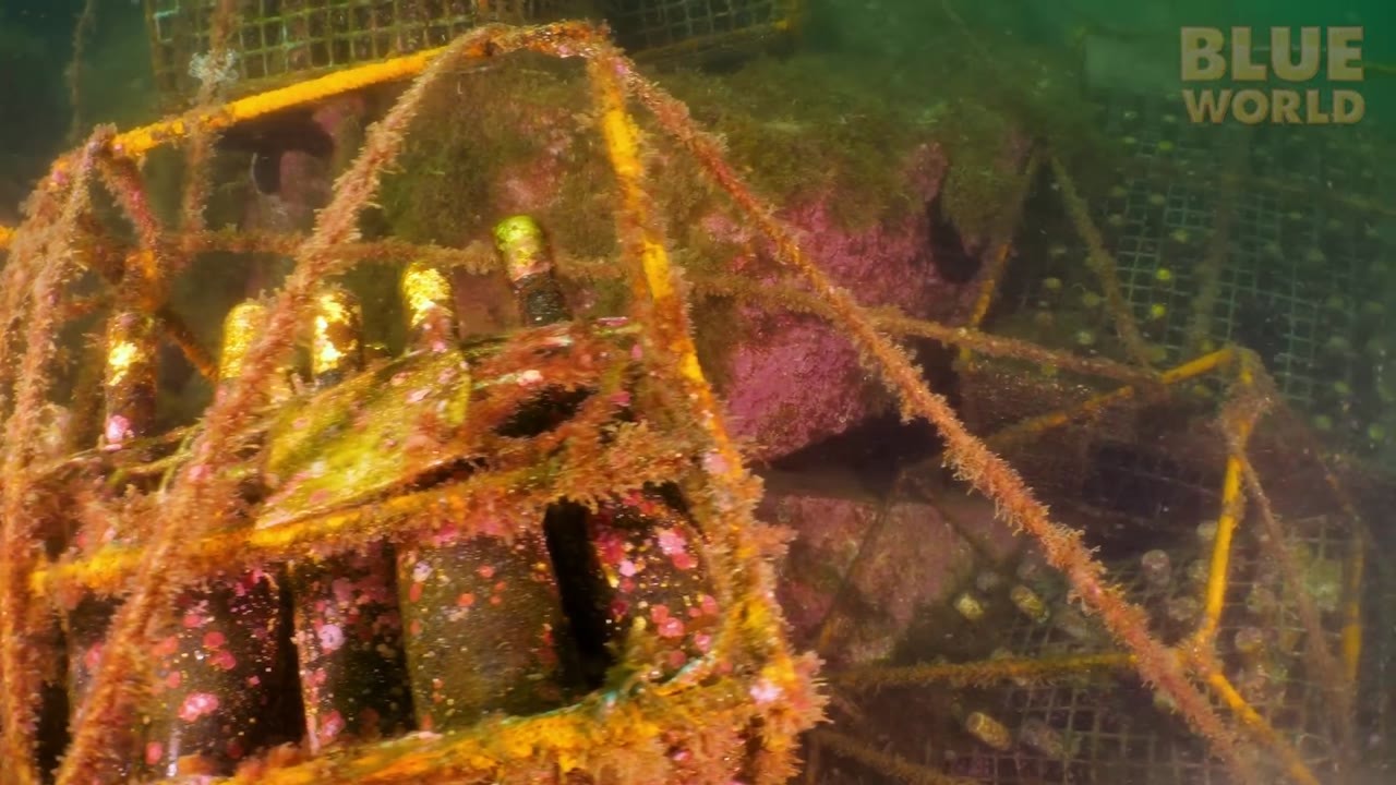 Divers found 8,000 bottles of wine aging on the ocean floor - then ...