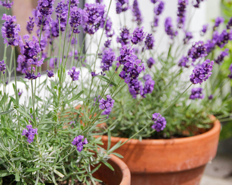 How to winterize lavender – act now to avoid losing plants to winter ...