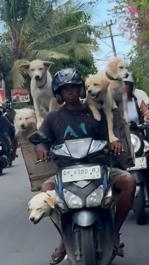 Biker takes five dogs along for a ride
