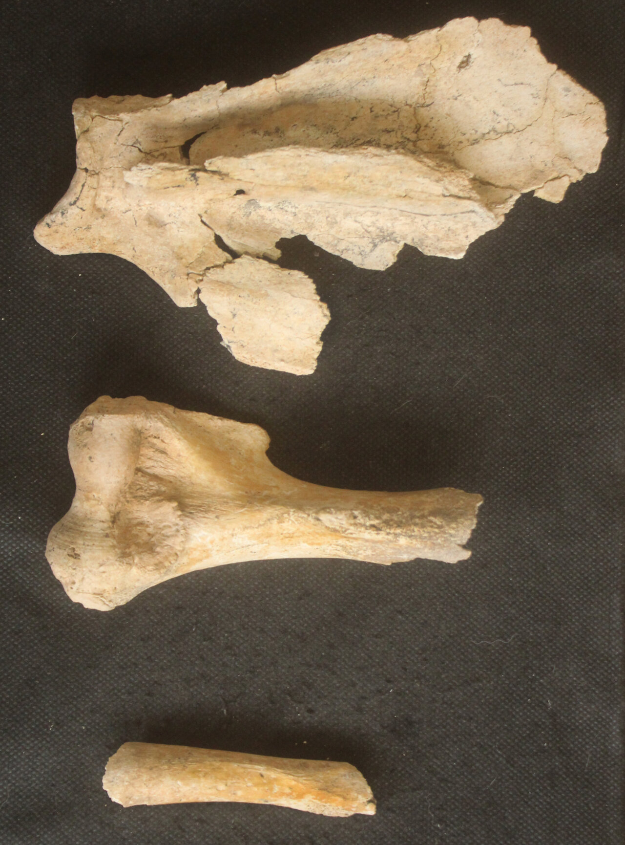 New saber-toothed predator from Argentina suggests its lineage survived ...