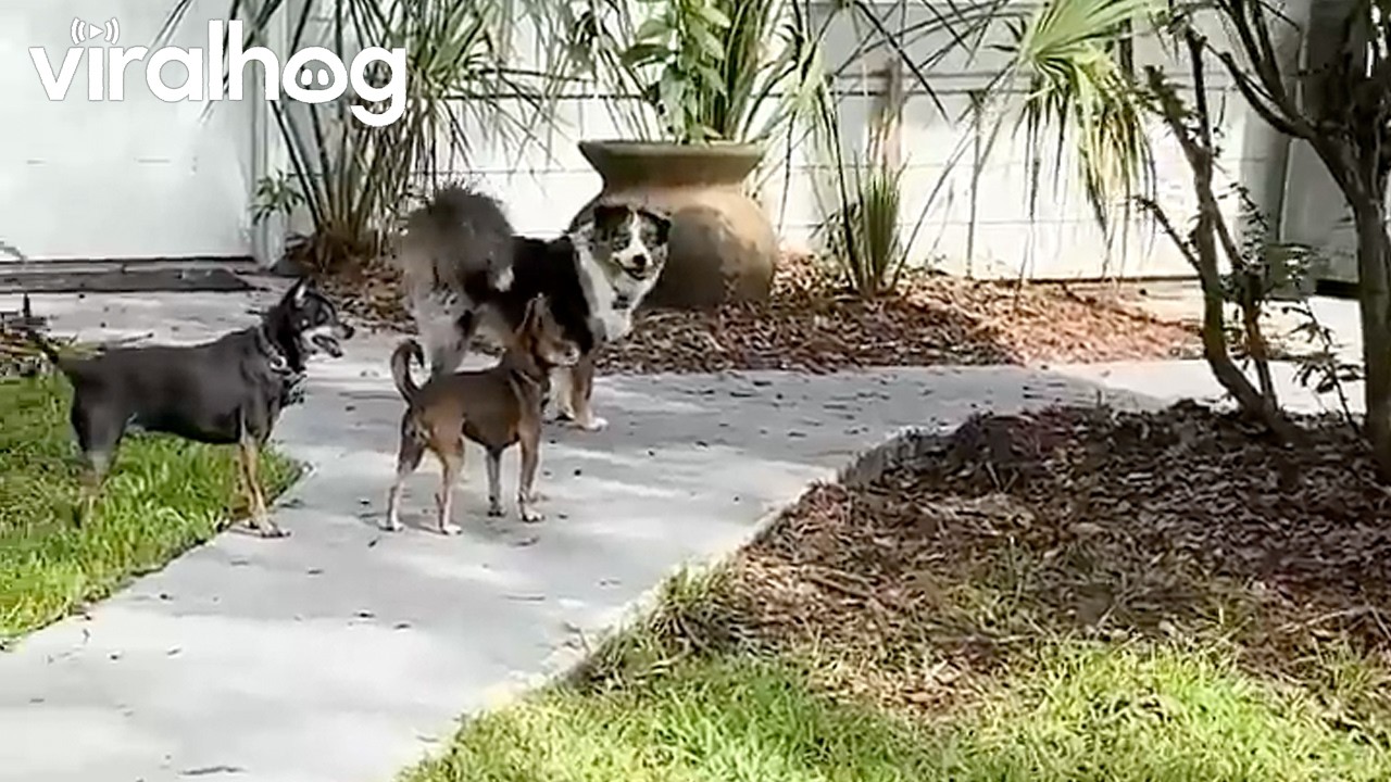 Curious dogs can’t stop chasing a backyard butterfly