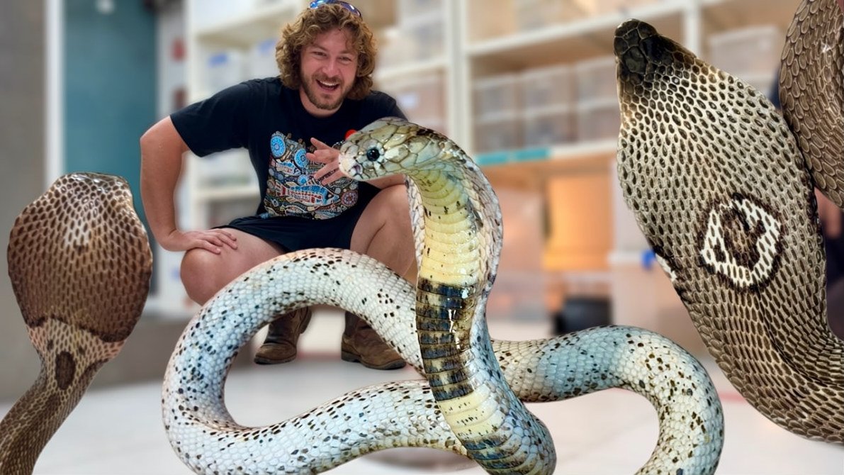 Rare venomous snake collection