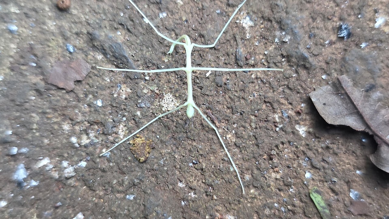 Two giant Australian stick insects turned out to be five, and one lays ...