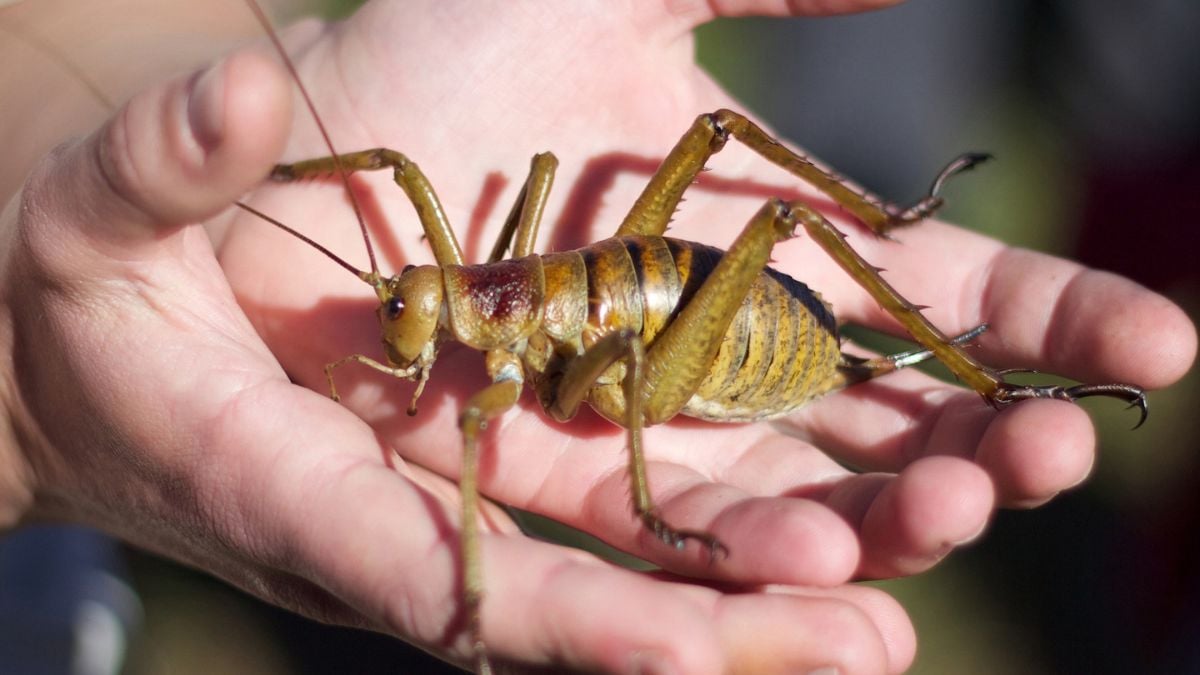 15 yrs of breeding, 45 translocations—how New Zealand saved its ...