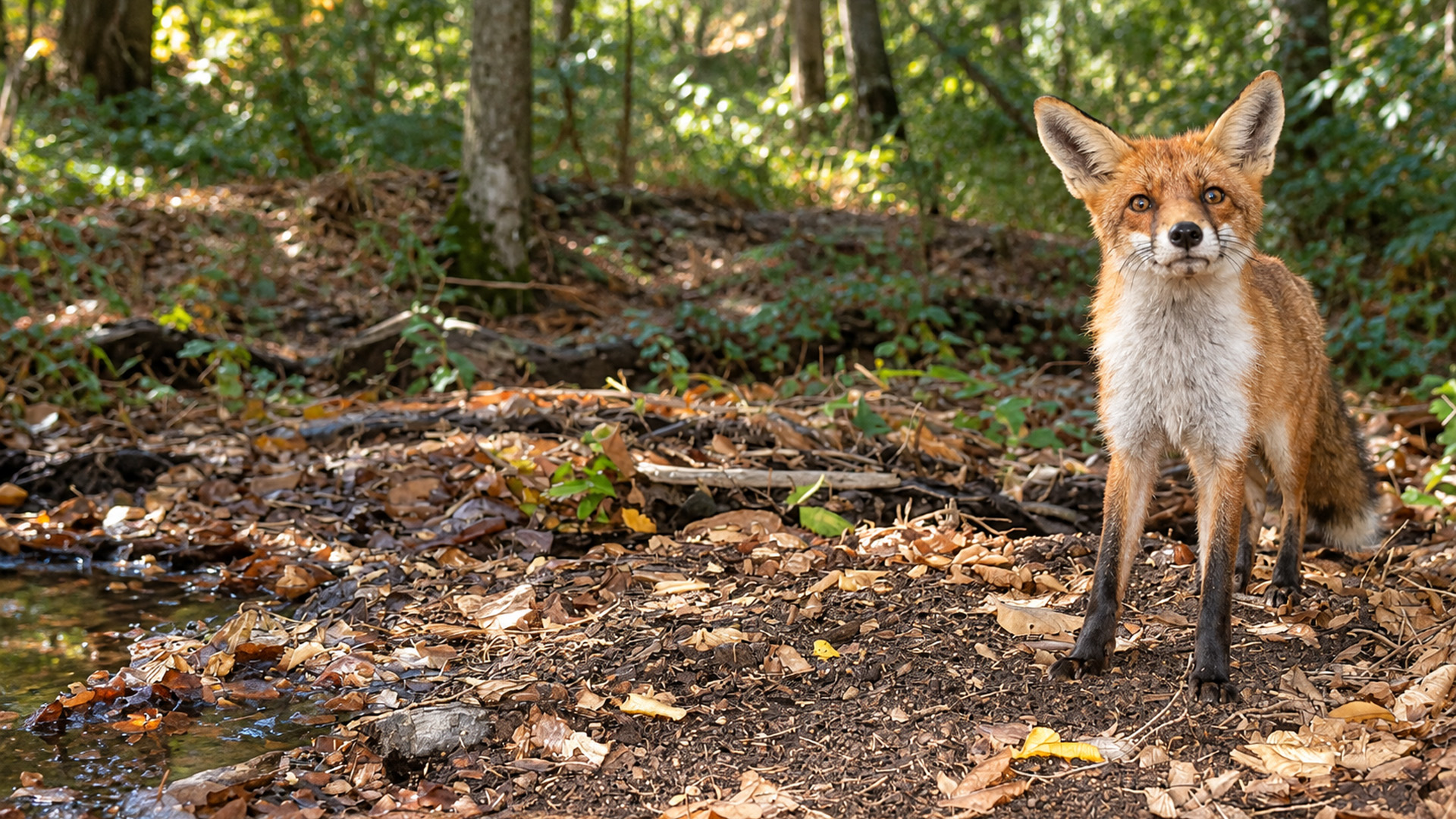 Red fox pauses near a woodland stream in camera trap footage