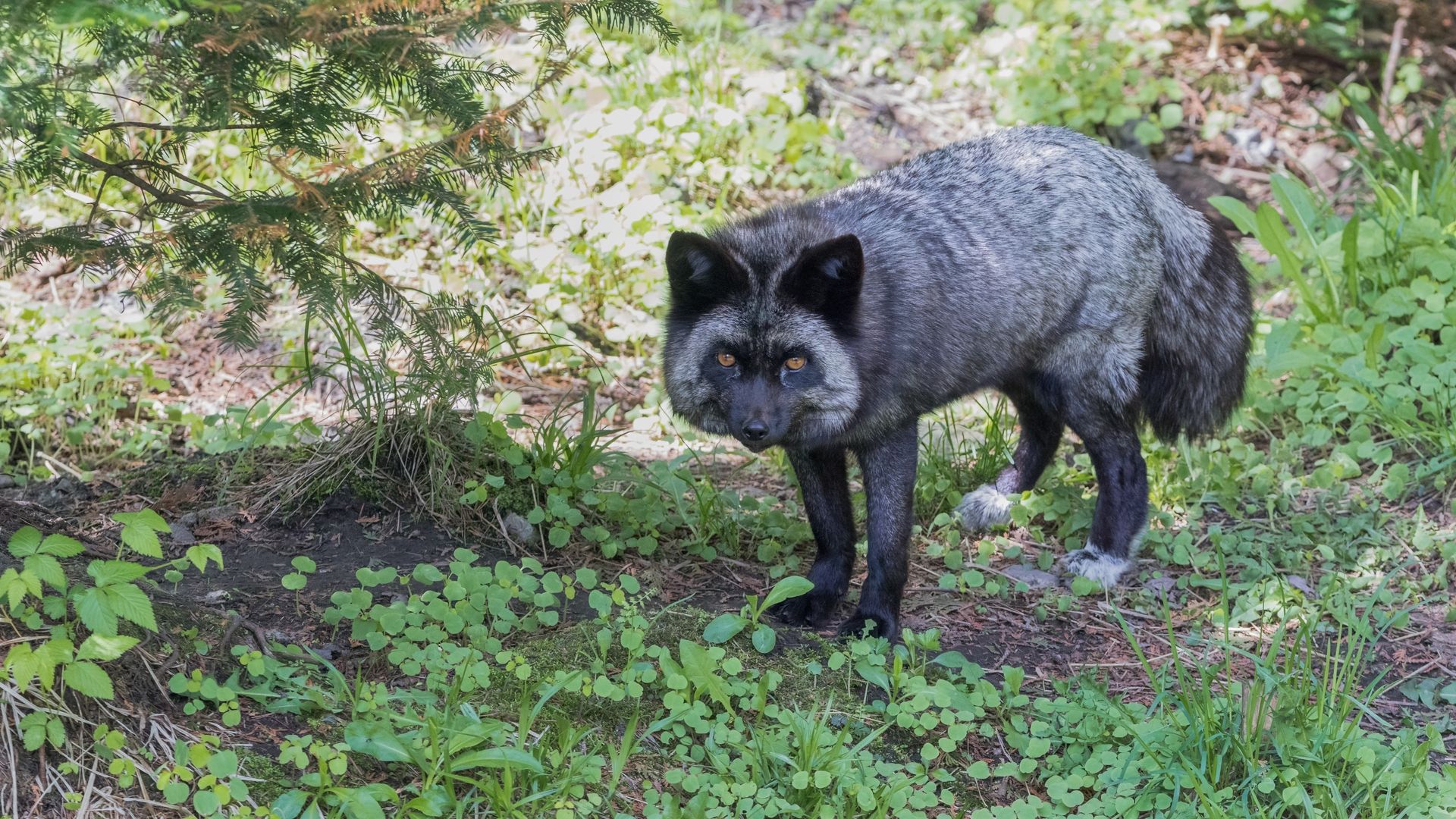 This is an incredibly rare sight. Michigan DNR confirms photo is of an ...