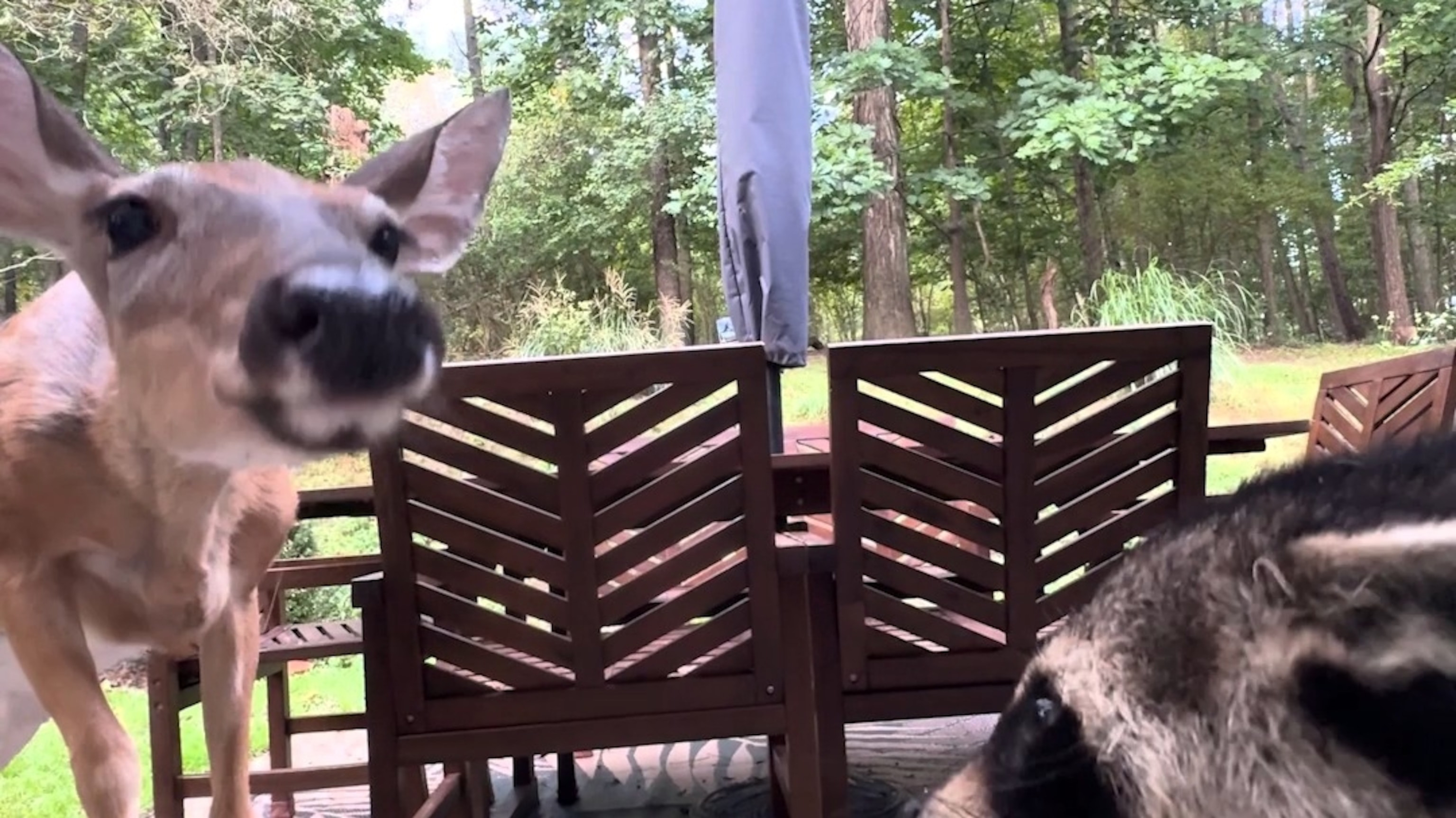 Hungry raccoon protects it's food from deer in Pennsylvania