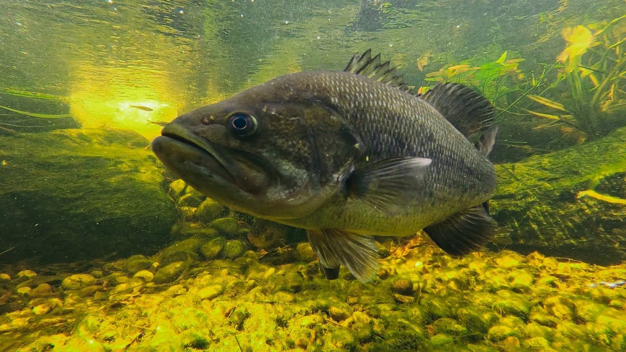 My pet bass are spawning! (Backyard pond update)