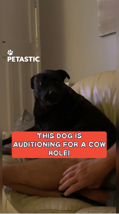 Skillful dog auditions for role of cow