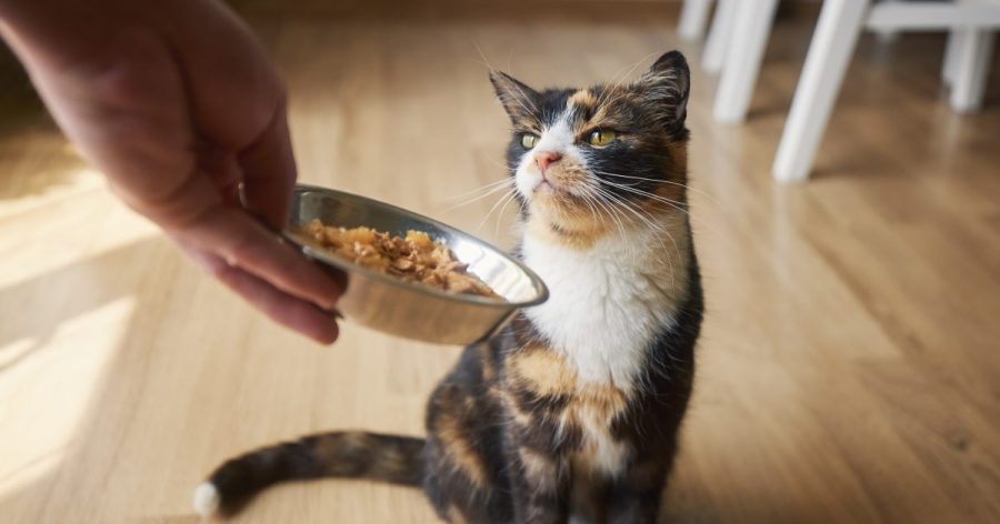 Lead found in nearly all cat foods tested in new study