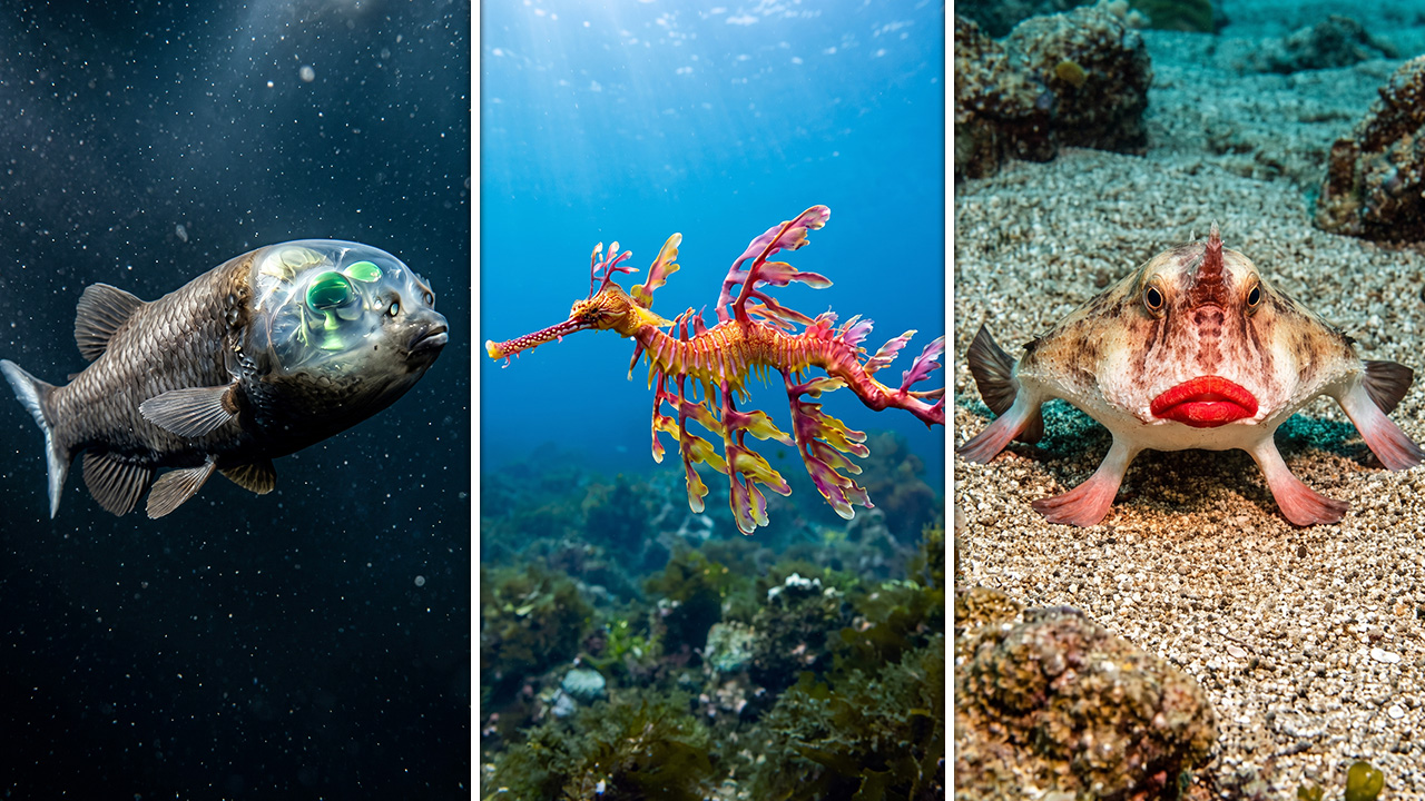 15 creatures so bizarre you won't believe they exist