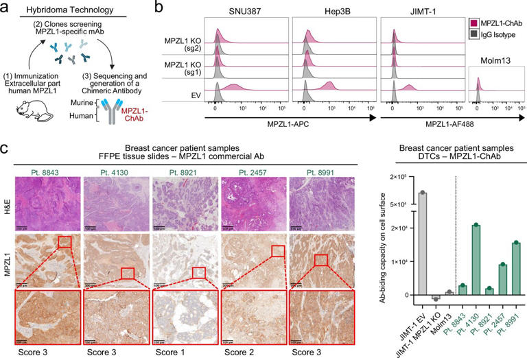 One dose of protein-targeting CAR-T cells shrinks solid tumors in ...