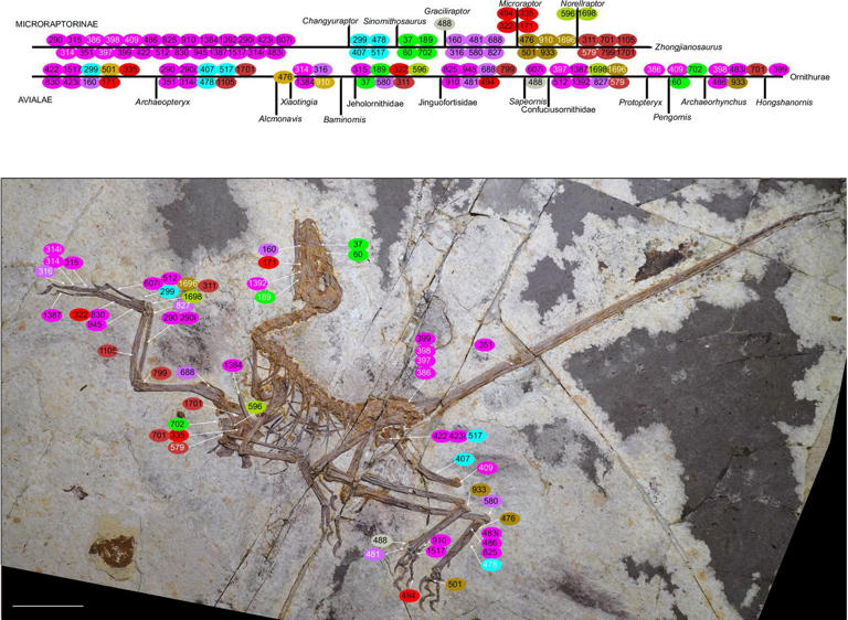 Remarkable fossil of a feathered, winged dinosaur further hints that ...