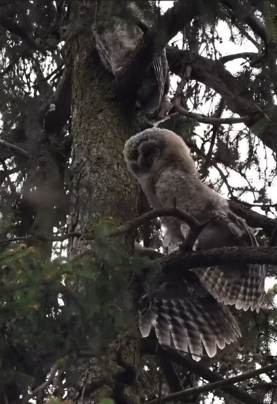 Searching for owls through wildlife photography